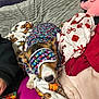 animal, blanket, canine, christmas, clothing, cozy, cute, dog, fabric, hand, holiday, indoor, pajamas, pattern, person, pet, resting, sleep_mask, soft, warm