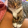 Bubba is registered to the contest to win money with this photo: cat, tabby, white_paws, sleeping, relaxed, close_up, indoor, pet, animal, feline, cozy, resting, person, legs, soft_light, comfort, domestic_cat, cute, whiskers, fur