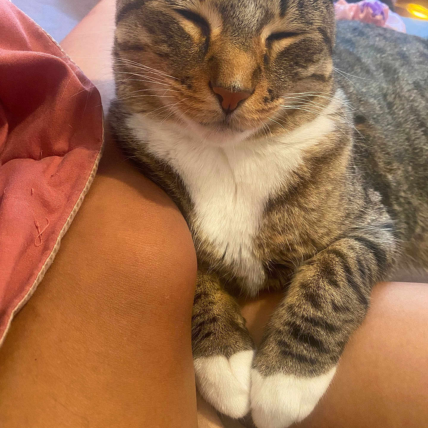 Bubba is registered to the contest to win money with this photo: animal, cat, close_up, comfort, cozy, cute, domestic_cat, feline, fur, indoor, legs, person, pet, relaxed, resting, sleeping, soft_light, tabby, whiskers, white_paws