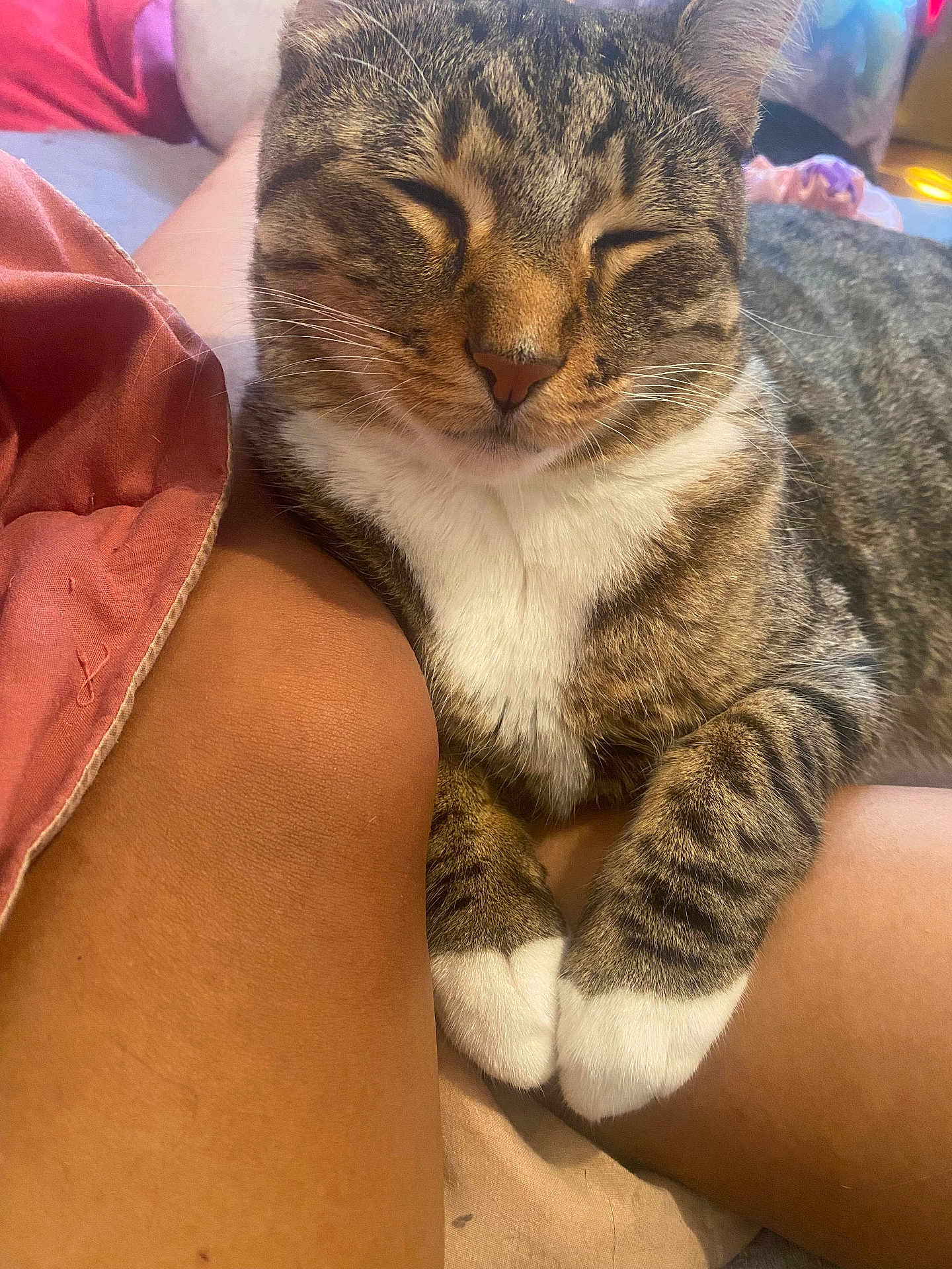 Bubba is registered to the contest to win money with this photo: cat, tabby, white_paws, sleeping, relaxed, close_up, indoor, pet, animal, feline, cozy, resting, person, legs, soft_light, comfort, domestic_cat, cute, whiskers, fur