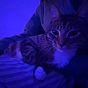 Bubba joined the competition — help win amazing prizes! cat, striped_blanket, purple_light, indoor, pet, animal, whiskers, fur, relaxing, closeup, paw, dark, shadow, cozy, comfort, mammal, feline, resting, domestic, quiet