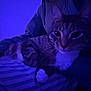 cat, striped_blanket, purple_light, indoor, pet, animal, whiskers, fur, relaxing, closeup, paw, dark, shadow, cozy, comfort, mammal, feline, resting, domestic, quiet