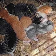 Ginger joined the competition — help win amazing prizes! animal, baby, cute, dirt, feline, fur, group, kitten, nature, nest, newborn, outdoor, pet, pile, resting, sleeping, small, straw, sunlight, warm