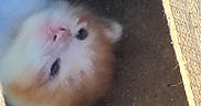 Ginger is registered to the contest to win money with this photo: kitten, cat, fluffy, orange_fur, white_fur, close_up, sleepy, pet, animal, feline, cute, soft, indoor, resting, young, whiskers, fur, nose, face, blurred