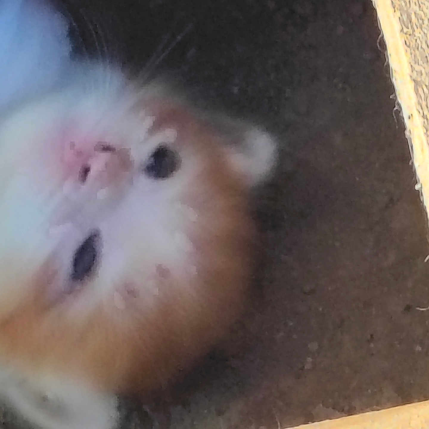 Ginger is registered to the contest to win money with this photo: kitten, cat, fluffy, orange_fur, white_fur, close_up, sleepy, pet, animal, feline, cute, soft, indoor, resting, young, whiskers, fur, nose, face, blurred