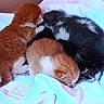 Ginger is registered to the contest to win money with this photo: adorable, animal, baby_animal, black_and_white_cat, cat, closeup, cuddling, cute, domestic_cat, fur, furry, kitten, orange_cat, pet, resting, sleeping, small, tabby, white_cloth, young