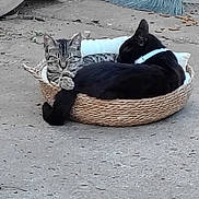 Blacky is registered to the contest to win money with this photo: cat, tabby_cat, black_cat, pets, basket, outdoor, concrete, broom, collar, resting, animals, cozy, feline, companions, relaxing, small_bed, cute, domestic, fur, sleeping