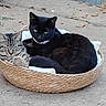 Blacky joined the competition — help win amazing prizes! black_cat, tabby_cat, cat, basket, outdoor, concrete, broom, pets, animal, feline, snuggling, cozy, resting, companions, nature, daylight, domestic, cute, relaxed, friendship