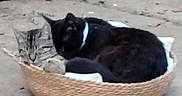 Blacky joined the competition — help win amazing prizes! cat, basket, outdoor, concrete, two_cats, animal, pet, feline, collar, resting, cozy, companions, gray_cat, black_cat, ground, relaxing, cute, domestic_animal, small_basket, shady_area