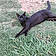 Blacky