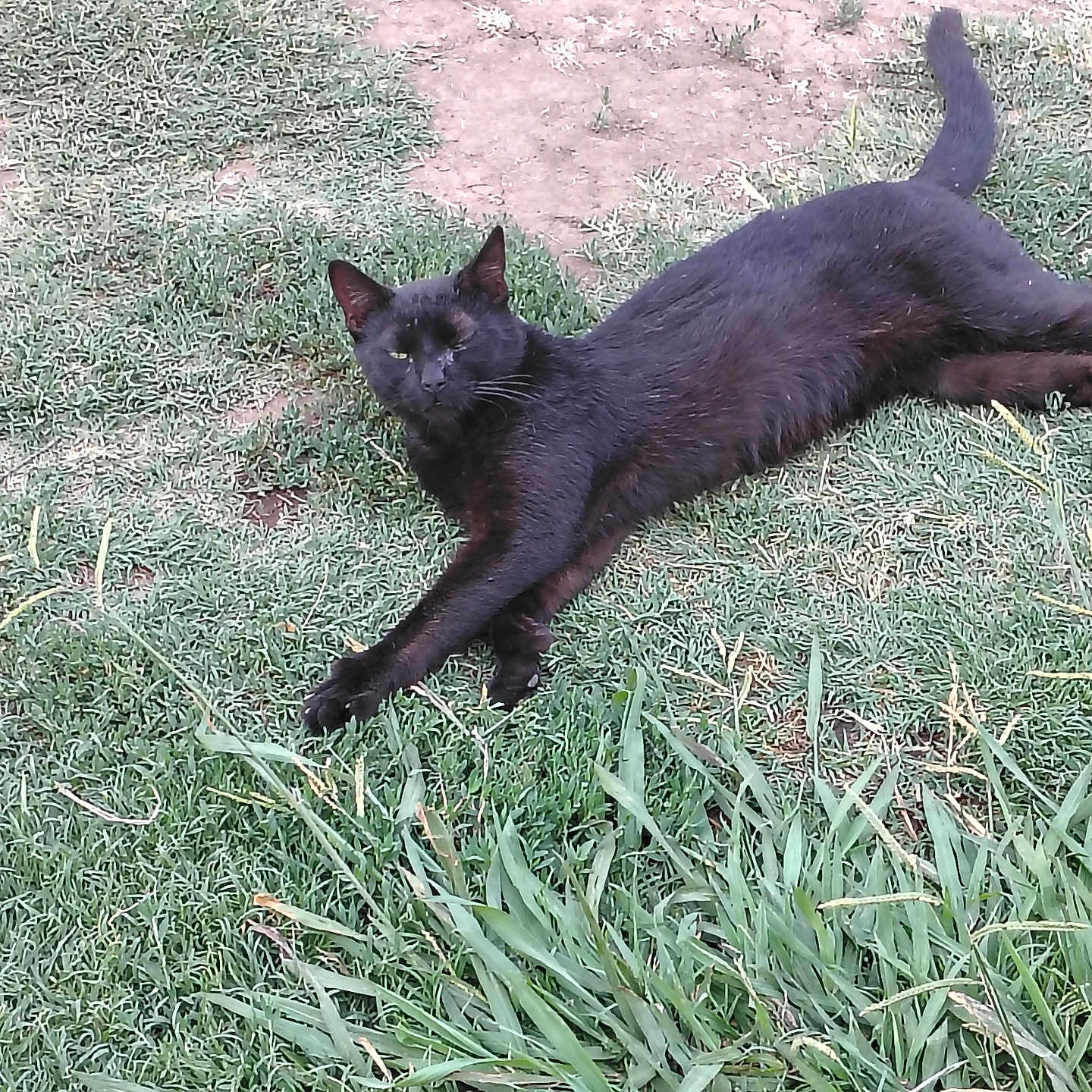 Blacky