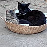 Blacky joined the competition — help win amazing prizes! cat, black_cat, tabby_cat, basket, outdoor, concrete, feline, pet, animal, cute, snuggling, resting, cozy, collar, fur, domestic_animal, two_animals, companionship, relaxing, basket_weave