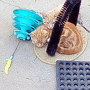 Pretty Boy And Baby joined the competition — help win amazing prizes! animal, blue_toy, cat, cats, companionship, concrete_floor, cute, feather, feline, fur, ginger_cat, mat, outdoor, pet, resting, sleeping, snuggling, tail, toy, whiskers