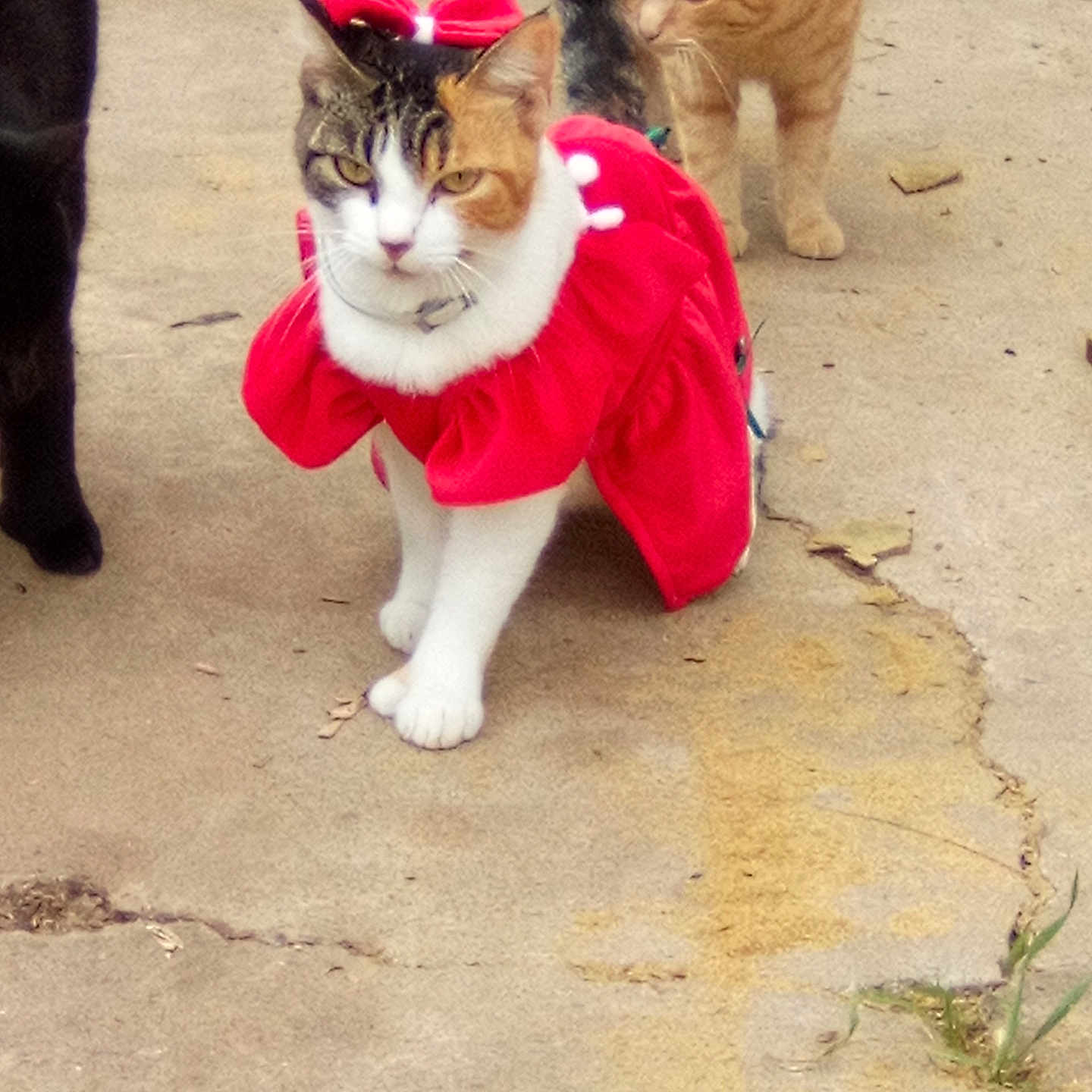 Chiquita