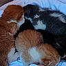 kitten, cat, sleeping, fur, orange_cat, black_cat, white_blanket, cozy, animal, pet, cute, snuggling, pile, resting, young_cat, indoor, soft, feline, adorable, bed