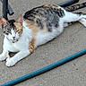 cat, calico_cat, animal, pet, relaxed, outdoor, concrete, hose, pipe, fur, whiskers, tail, collar, sleeping, resting, paw, mammal, domestic, quiet, sunlight