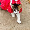 cat, animal, pet, red_dress, bow, walking, concrete, outdoor, feline, costume, cute, fur, whiskers, paws, sidewalk, fashion, holiday, strutting, closeup, domestic_animal