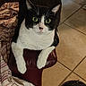 Diamond is registered to the contest to win money with this photo: animal, armrest, black_and_white, cat, chair, closeup, cozy, curious, domestic, feline, floor_tiles, fur, green_eyes, home, indoor, looking_up, pet, resting, striped_blanket, whiskers