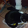 Diamond joined the competition — help win amazing prizes! cat, black_and_white, plastic_bag, tile_floor, shoe, person_leg, clutter, container, cup, indoor, feline, resting, white_pants, floor, pet, domestic_animal, household, sleeping, dark, casual