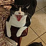 Diamond is registered to the contest to win money with this photo: animal, armrest, black_and_white, cat, chair, claws, closeup, cute, feline, fur, home, indoor, mouth_open, pet, resting, striped_blanket, teeth, tile_floor, whiskers, yawning