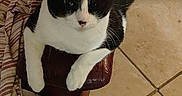 Diamond is registered to the contest to win money with this photo: animal, armrest, black_and_white, cat, closeup, cozy, domestic, feline, floor_tile, fur, household, indoor, leather_chair, pet, relaxed, resting, striped_blanket, tuxedo_cat, whiskers, white_paws