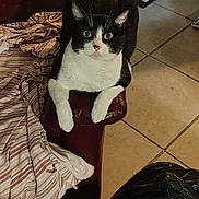 Diamond joined the competition — help win amazing prizes! animal, black_and_white, blanket, cat, chair, cozy, curious, domestic, feline, floor, green_eyes, home, indoor, leather, paw, perched, pet, resting, striped, tile