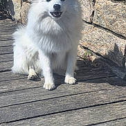 Aimy participe au concours pour gagner de l'argent avec cette photo : animal, canine, daylight, dog, fluffy, fur, happy, leash, muzzle, nature, outdoor, paw, pet, shadow, sitting, smiling, stone_wall, sunlight, white_dog, wooden_deck