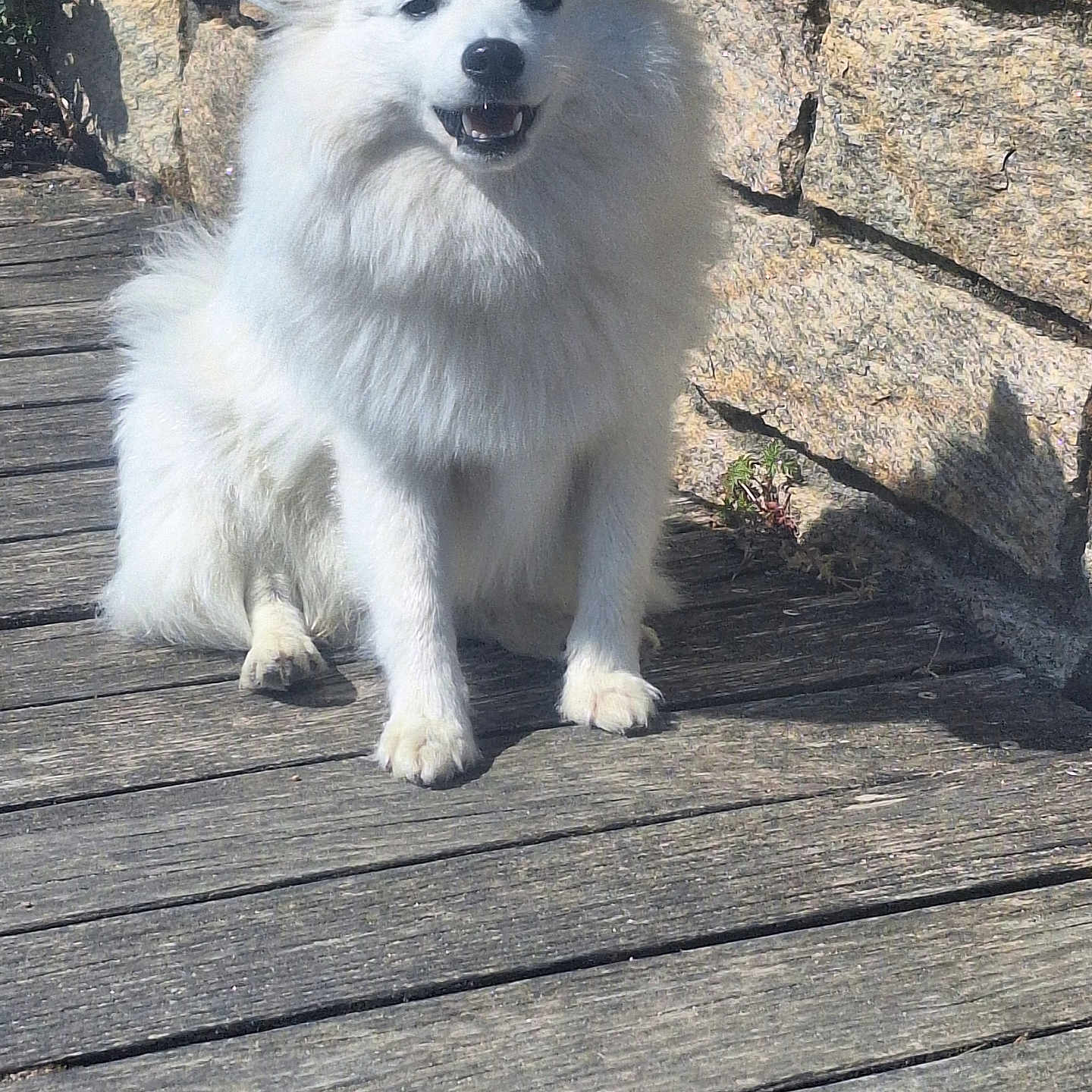 Aimy