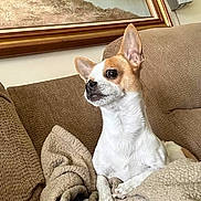 Patches is registered to the contest to win money with this photo: dog, small_dog, chihuahua, couch, blanket, indoor, pet, ears, fur, painting, wall, speaker, cozy, home, animal, relaxed, brown, white, furniture, curious