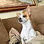 dog, small_dog, chihuahua, couch, blanket, indoor, pet, ears, fur, painting, wall, speaker, cozy, home, animal, relaxed, brown, white, furniture, curious