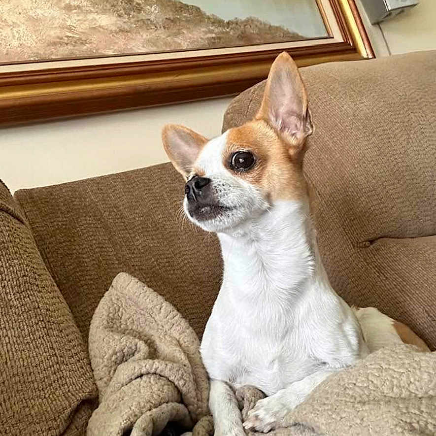 Patches is registered to the contest to win money with this photo: animal, blanket, brown, chihuahua, couch, cozy, curious, dog, ears, fur, furniture, home, indoor, painting, pet, relaxed, small_dog, speaker, wall, white