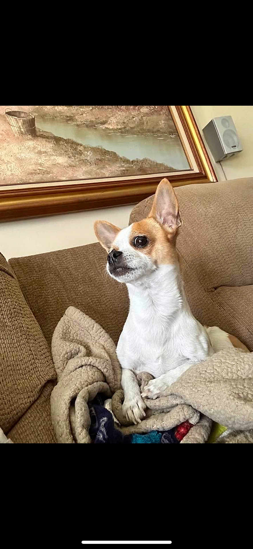 Patches is registered to the contest to win money with this photo: dog, small_dog, chihuahua, couch, blanket, indoor, pet, ears, fur, painting, wall, speaker, cozy, home, animal, relaxed, brown, white, furniture, curious