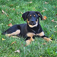 Emrys joined the competition — help win amazing prizes! puppy, dog, grass, outdoor, animal, pet, black_and_tan, lawn, leaf, fall, nature, young_dog, canine, cute, lying_down, summer, daylight, fur, ears, collar