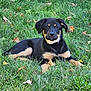 puppy, dog, grass, outdoor, animal, pet, black_and_tan, lawn, leaf, fall, nature, young_dog, canine, cute, lying_down, summer, daylight, fur, ears, collar