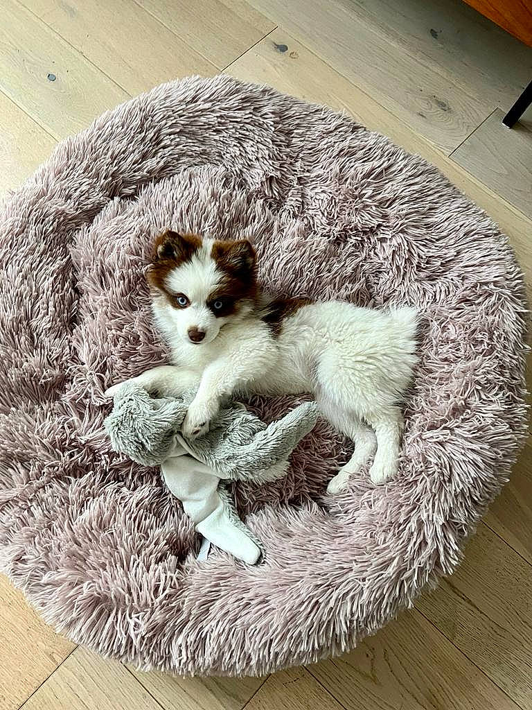 Zora participe au concours pour gagner de l'argent avec cette photo : carnivore, comfort, companion_dog, dog_breed, domestic_short_haired_cat, fawn, felidae, flooring, fur, grey, linens, pattern, paw, small_to_medium_sized_cats, sporting_group, tail, terrestrial_animal, toy, whiskers, wood