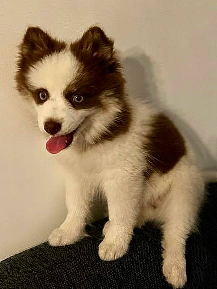 Zora participe au concours pour gagner de l'argent avec cette photo : ancient_dog_breeds, canidae, carnivore, companion_dog, dog, dog_breed, fur, herding_dog, non_sporting_group, puppy, snout, sporting_group, terrestrial_animal, whiskers, working_animal, working_dog