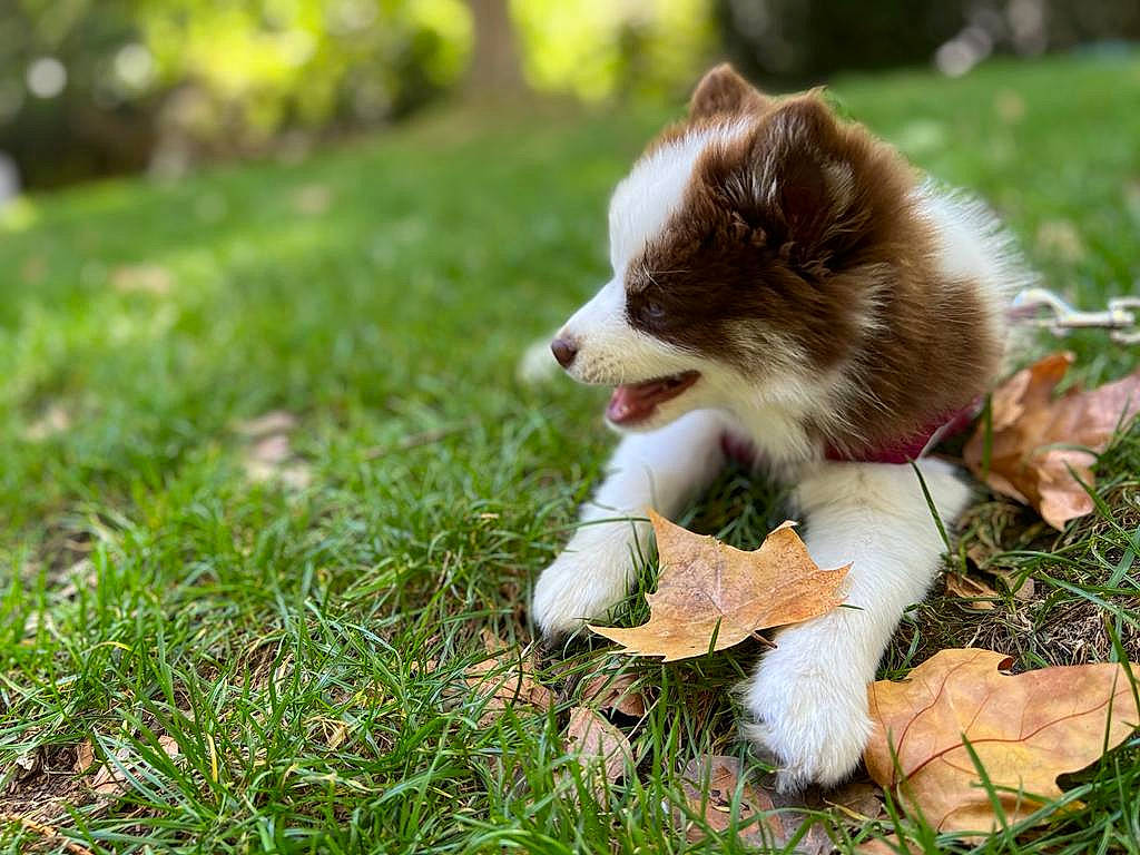 Zora participe au concours pour gagner de l'argent avec cette photo : biting, canidae, carnivore, companion_dog, dog, dog_breed, fawn, felidae, fur, grass, people_in_nature, plant, snout, sporting_group, tail, terrestrial_animal, toy_dog, whiskers, wildlife, working_dog