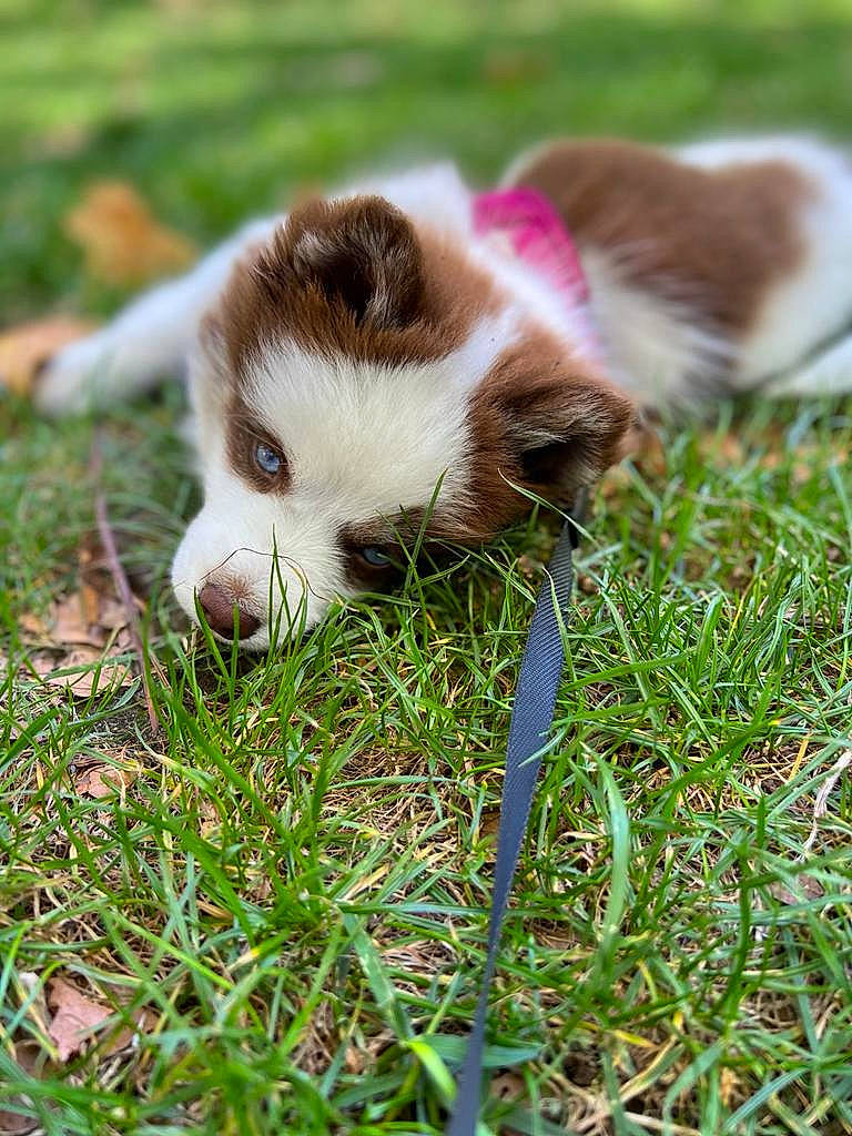 Zora a rejoint le concours — aidez-le/la à gagner de superbes lots ! canidae, carnivore, companion_dog, dog, dog_breed, fawn, fur, grass, grassland, herding_dog, plant, puppy, snout, sporting_group, terrestrial_animal, toy_dog, whiskers, wildlife