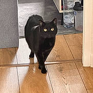Nala participe au concours pour gagner de l'argent avec cette photo : animal, architecture, blackcat, bottle, box, building, cat, couch, furniture, hardwood, indoors, interiordesign, livingroom, manx, person, pet, plywood, stainedwood, waterbottle, wood