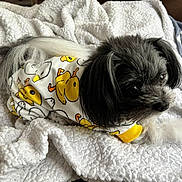 Toby joined the competition — help win amazing prizes! animal, black, black_and_white, blanket, cartoon_pattern, close_up, clothing, cozy, cute, dog, fluffy, indoors, long_hair, lying_down, pet, portrait, puppy, small_dog, white, yellow