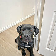 Midknight is registered to the contest to win money with this photo: dog, black_dog, pet, indoor, floor, wooden_floor, door, white_wall, collar, sitting, looking_up, animal, companion, canine, cute, fur, ears, paws, human_knee, light