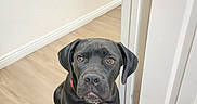 Midknight is registered to the contest to win money with this photo: animal, black_dog, canine, collar, companion, cute, dog, door, ears, floor, fur, human_knee, indoor, light, looking_up, paws, pet, sitting, white_wall, wooden_floor