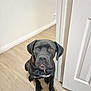 dog, black_dog, pet, indoor, floor, wooden_floor, door, white_wall, collar, sitting, looking_up, animal, companion, canine, cute, fur, ears, paws, human_knee, light