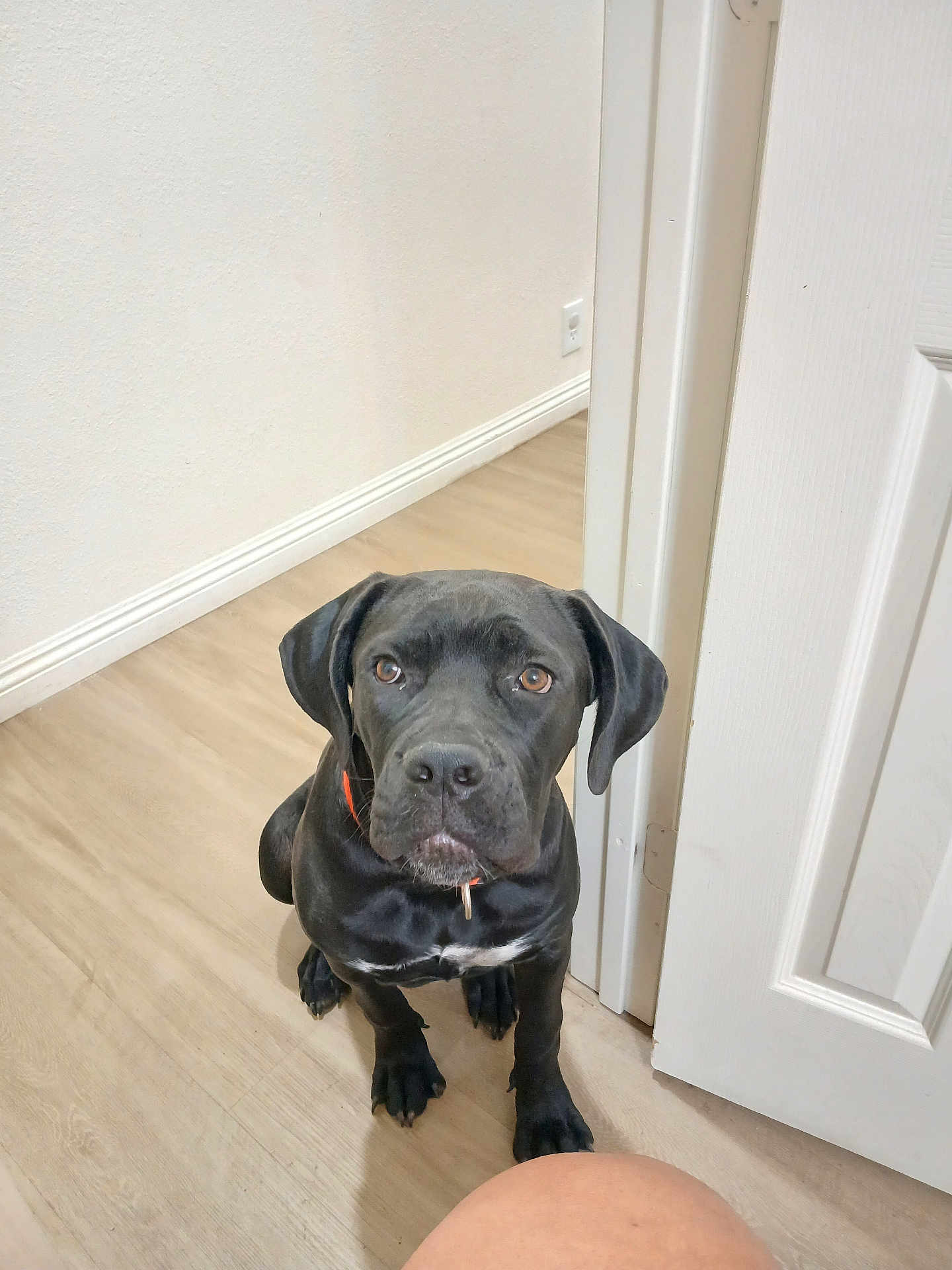 Midknight is registered to the contest to win money with this photo: dog, black_dog, pet, indoor, floor, wooden_floor, door, white_wall, collar, sitting, looking_up, animal, companion, canine, cute, fur, ears, paws, human_knee, light