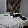 Midknight joined the competition — help win amazing prizes! dog, bed, blanket, white, black_dog, tongue_out, relaxed, indoor, curtains, sleeping, messy_bed, collar, pet, animal, resting, comfort, room, home, fur, canine