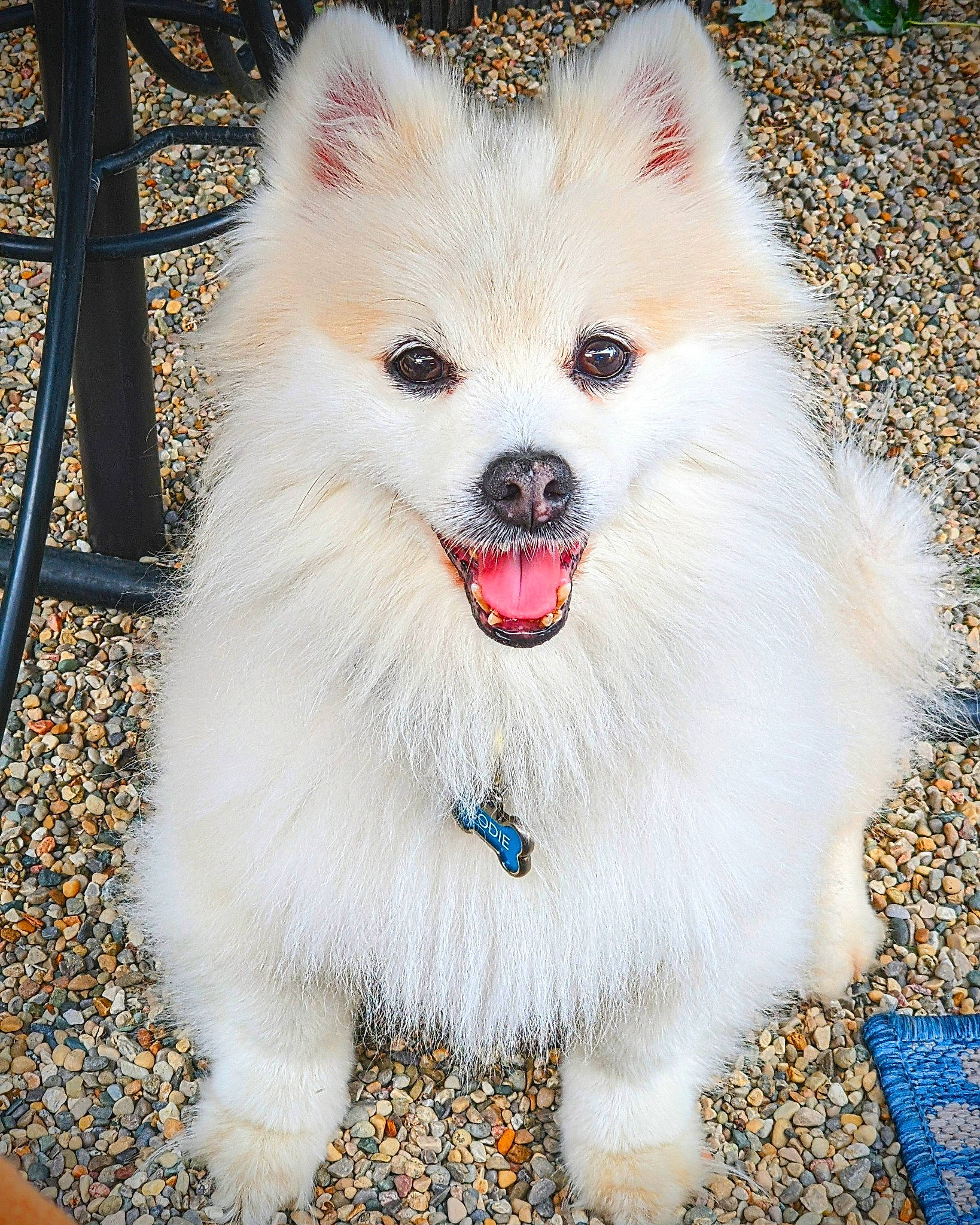 Bodie joined the competition — help win amazing prizes! canidae, carnivore, collar, companion_dog, dog, dog_breed, dog_collar, dog_supply, electric_blue, fashion_accessory, fur, german_spitz, japanese_spitz, non_sporting_group, snout, spitz, sporting_group, toy_dog, volpino_italiano, whiskers