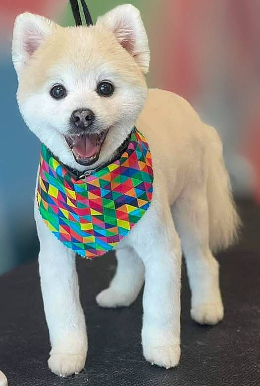 Bodie is registered to the contest to win money with this photo: canidae, carnivore, companion_dog, dog, dog_breed, dog_clothes, dog_supply, fashion_accessory, fawn, font, fur, pattern, plant, plush, snout, stuffed_toy, tail, terrestrial_animal, toy, working_animal