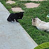 Norman joined the competition — help win amazing prizes! animal, animal_interaction, black_cat, cat, cats, concrete, cream_cat, crouching, fluffy, furry, garden, grass, greenery, kitten, lawn, outdoor, pet, standing, stepping_stones, walkway