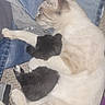 Norman is registered to the contest to win money with this photo: animal, bed, black_and_white, cat, cozy, cream_colored, cuddling, denim, ears, family, fur, indoors, kitten, kittens, paws, pets, photography, relaxed, sleeping, whiskers