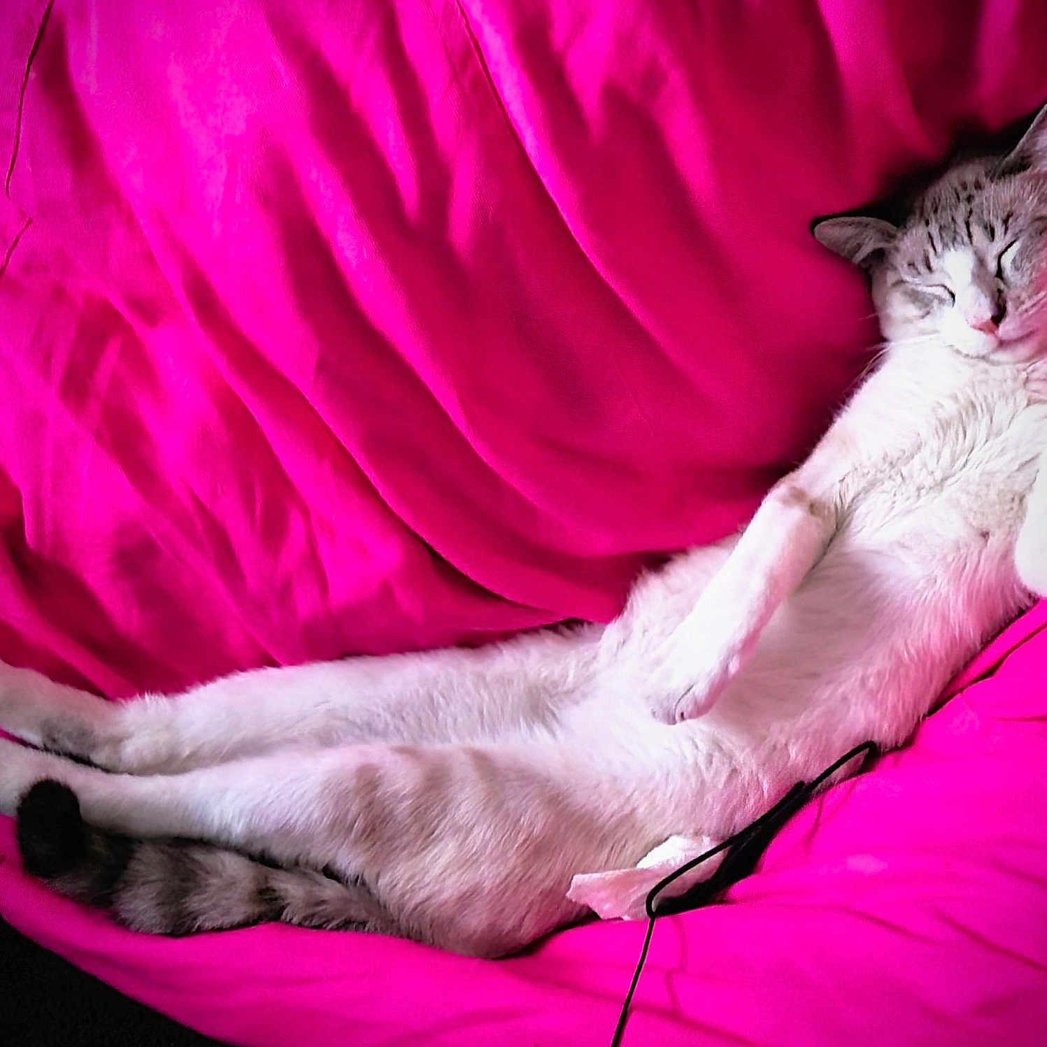 Norman joined the competition — help win amazing prizes! animal, bed, bedroom, cat, cats, close_up, cozy, funny_pose, furry, gray_and_white, indoor, lying_down, pet, pink_bedding, playful_pose, relaxed, resting, sleeping, tabby, white_fur